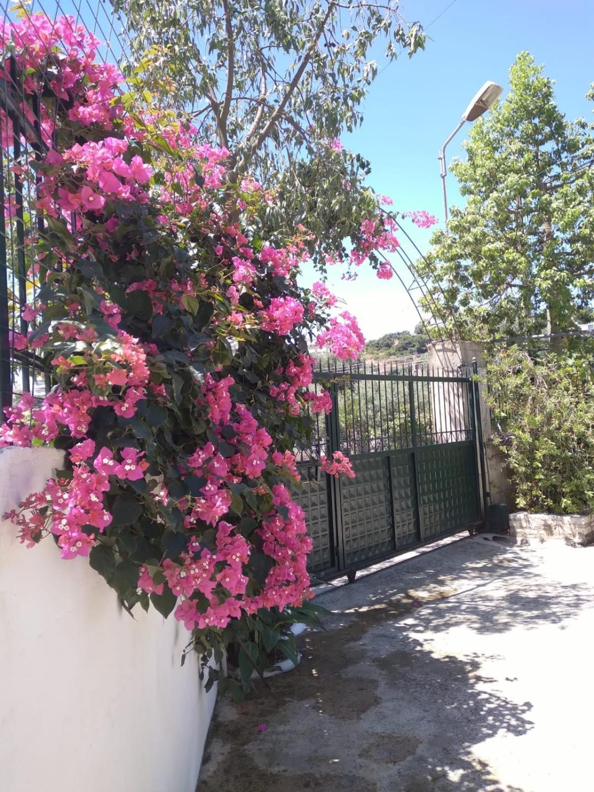 Oasis Hostel 希马拉 外观 照片